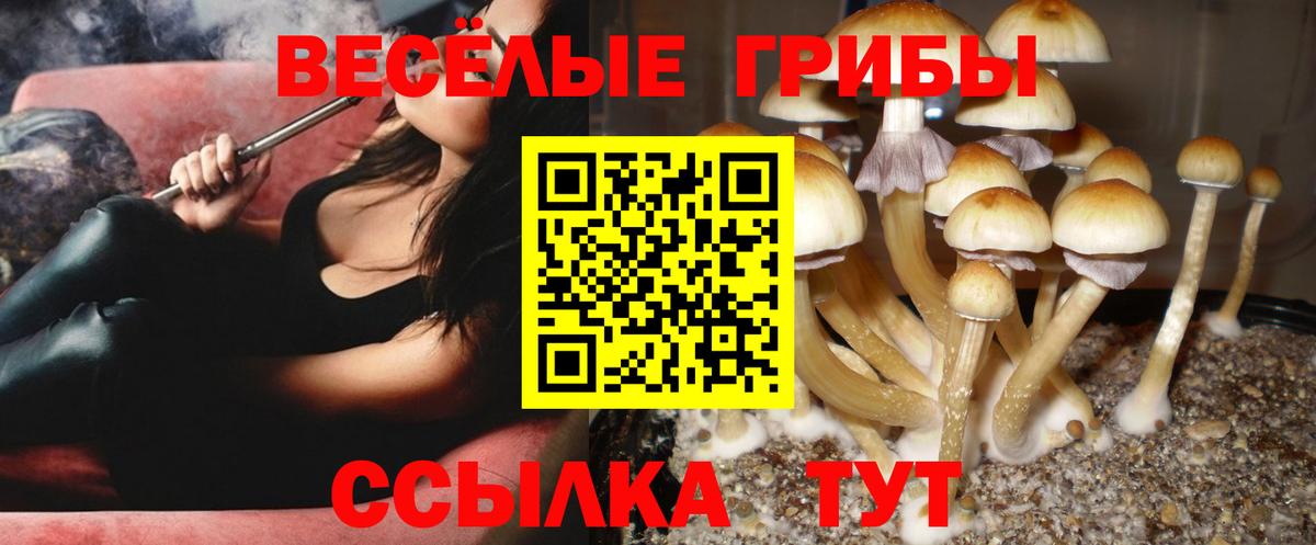 Псилоцибиновые грибы Psilocybe Малоярославец